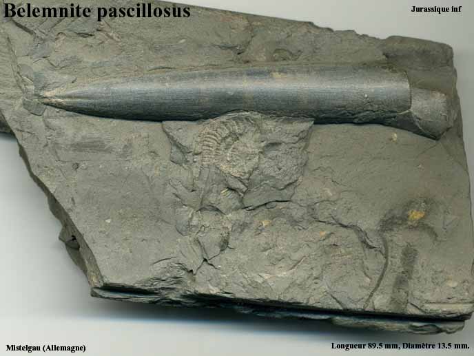 Belemnite_pascillosus